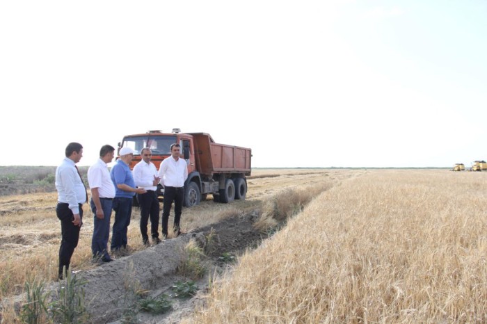 Kürdəmirdə taxıl biçini davam edir - FOTOLAR